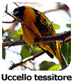 Uccello tessitore